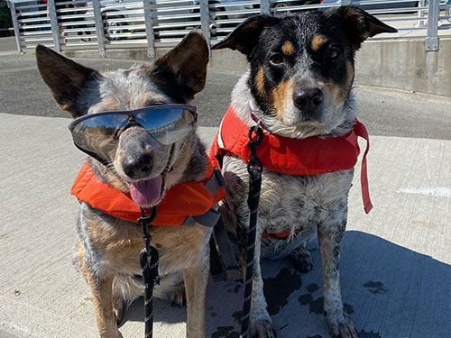 Penelope's Promise Foundation - Non Profit for Caine Cancer Research