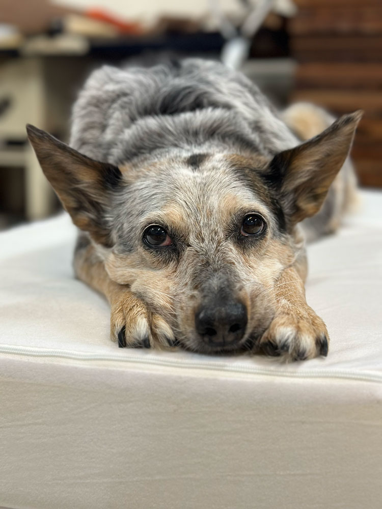 Penelope's Promise Foundation - Non Profit for Caine Cancer Research